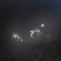 Mumdance Bliss Signal - Bliss Signal