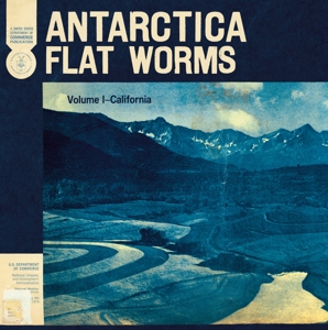 Flat Worms - Antarctica